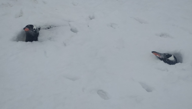Стирчать лише голови пінгвінів: біля «Вернадського» випала рекордна кількість снігу
