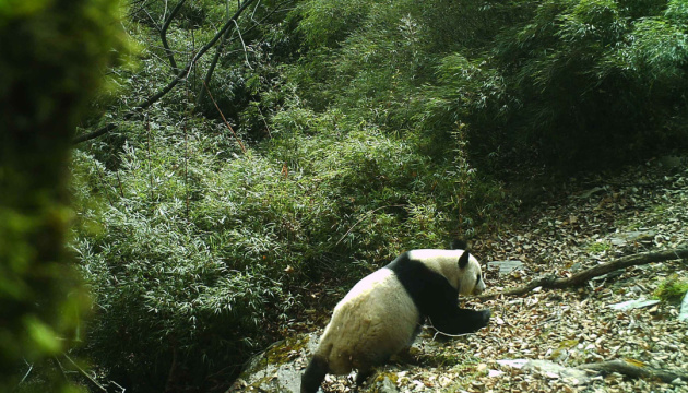 Giant panda in Tangjiahe Area of Giant Panda National Park