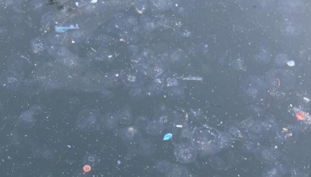 Мармуровому морю загрожує засилля медуз