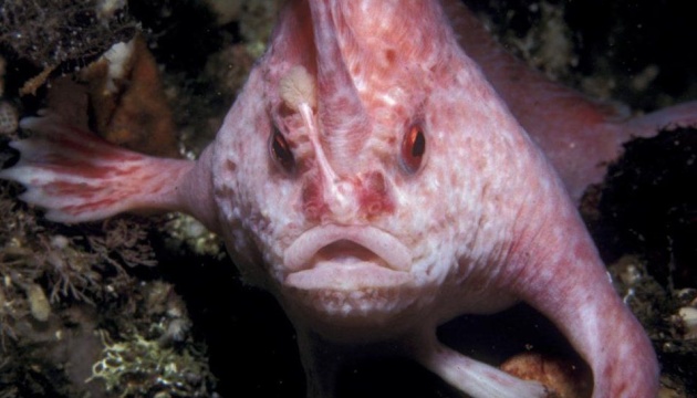 Рідкісну рожеву рибку «з лапками» вперше за десятиліття помітили в Австралії