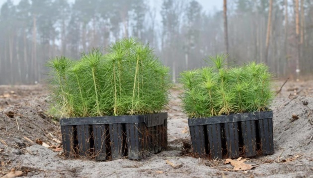 На Житомирщині цьогоріч висадили понад 40 мільйонів дерев