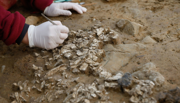 У Стамбулі розкопали поховання, в яких виявили листя віком 5,5 тисячі років