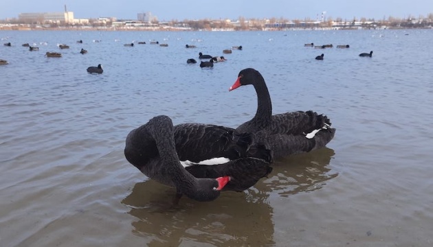 Кияни обирають імена для пари чорних лебедів, які з’явилися на озері Вирлиця