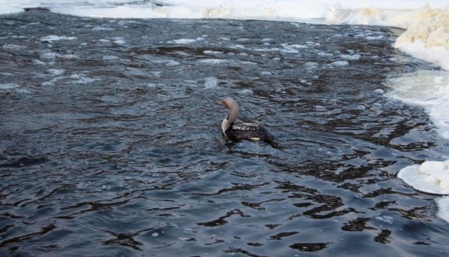 На Житомирщині врятували рідкісного птаха, що гніздиться на Алясці