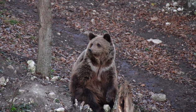 На Хмельниччині півтора десятки ведмедів відправились «на бокову»