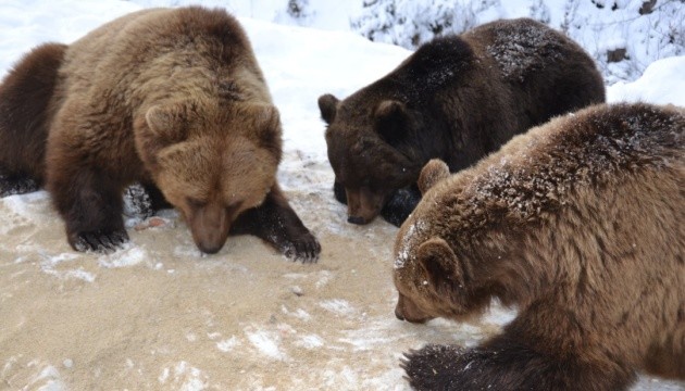 Бавляться в снігу: «синевирські» ведмеді передумали впадати у сплячку