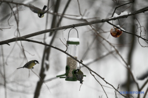 Україні прогнозують «плюс» вдень та помірний сніг