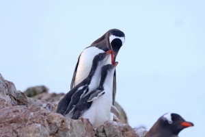  Hay casi 3.000 pingüinos cerca de la estacion antártica ucraniana Akademik Vernadsky