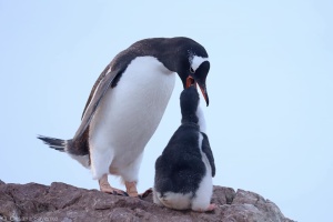 Hay casi 3.000 pingüinos cerca de la estacion antártica ucraniana Akademik Vernadsky