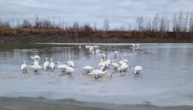 На Буковині близько сотні лебедів повернулися зимувати на озеро у Чорториї