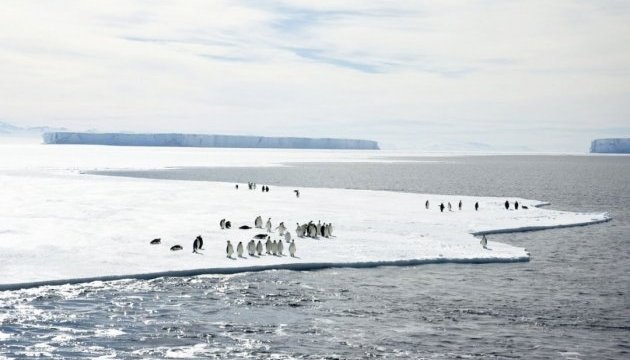 Exploradores polares ucranianos comparten un vídeo de cómo los pingüinos se dirigen al océano