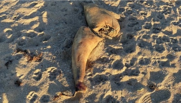 У Криму на березі знайшли труп дельфіна