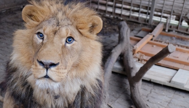 Троє левів і тигр вирушили з Буковини до ПАР із «закордонними» паспортами