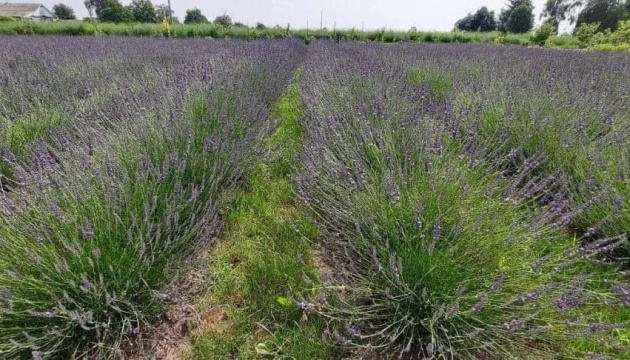 На Хмельниччині виготовляють крафтову продукцію з лаванди