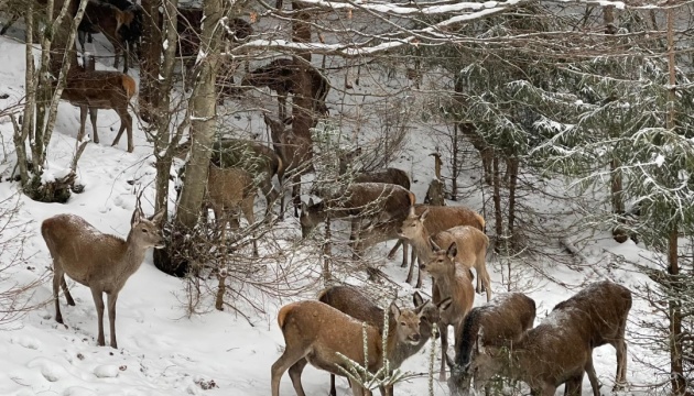 У «Синевирі» створили біопарк з оленями, яких планують випустити у ліси Карпат