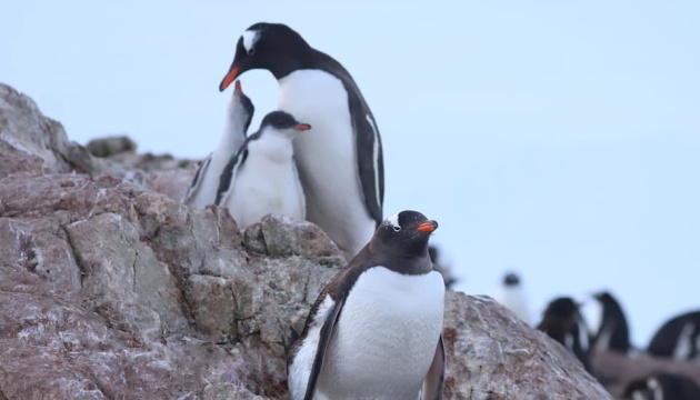 Біля української антарктичної станції нарахували майже 3000 пінгвінів