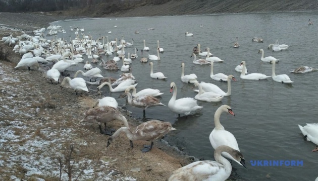 На буковинському озері у Чорториї зимують 400 лебедів