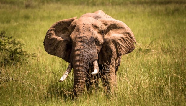 В Уганді слон затоптав туриста
