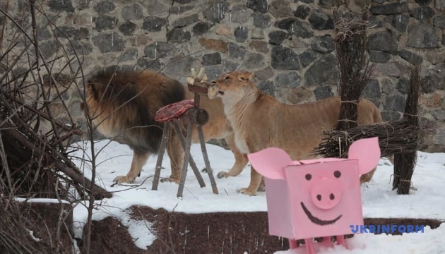 У львов из Киевского зоопарка – «семейный праздник»