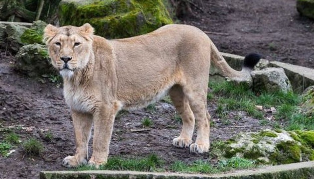 В іранському зоопарку вирвалася з вольєра левиця і вбила доглядача