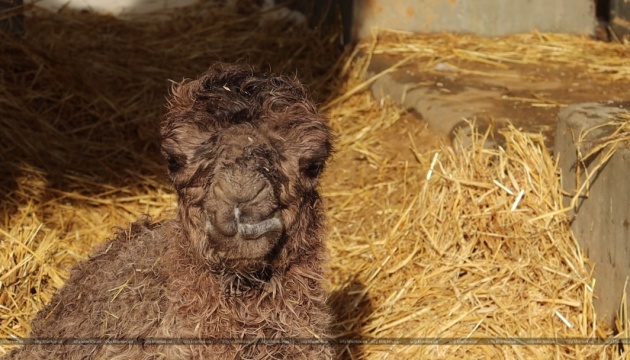 У Харківському зоопарку народилося верблюденя