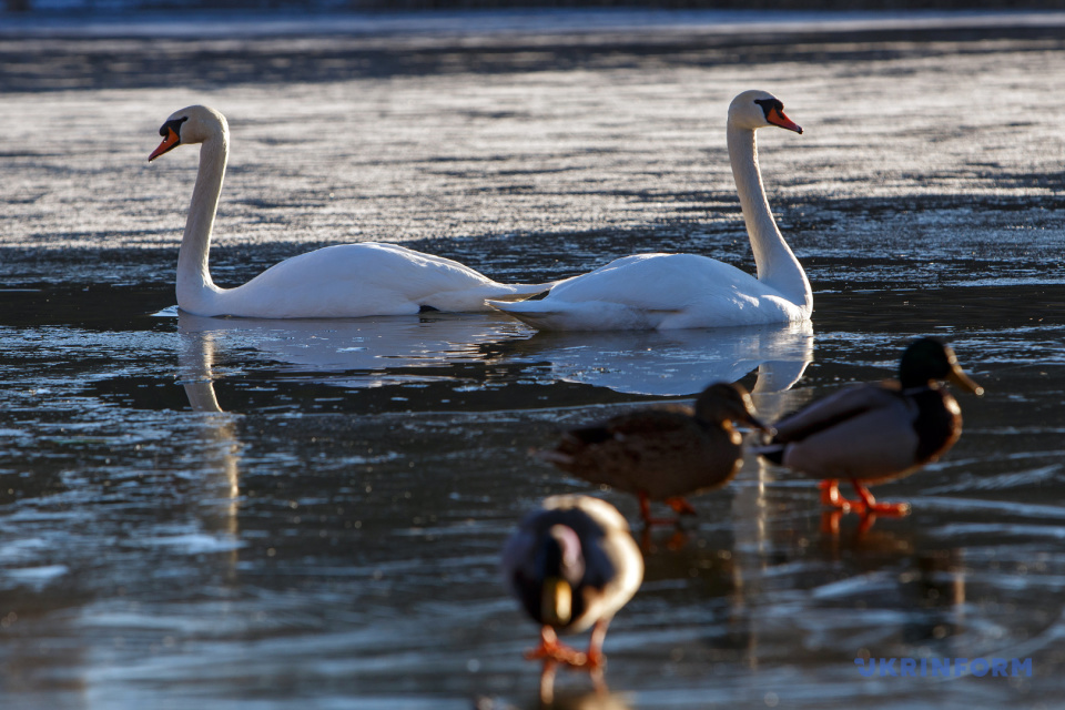 Птахи на озері «Кірпічка» в Ужгороді / Фото: Сергій Гудак, Укрінформ