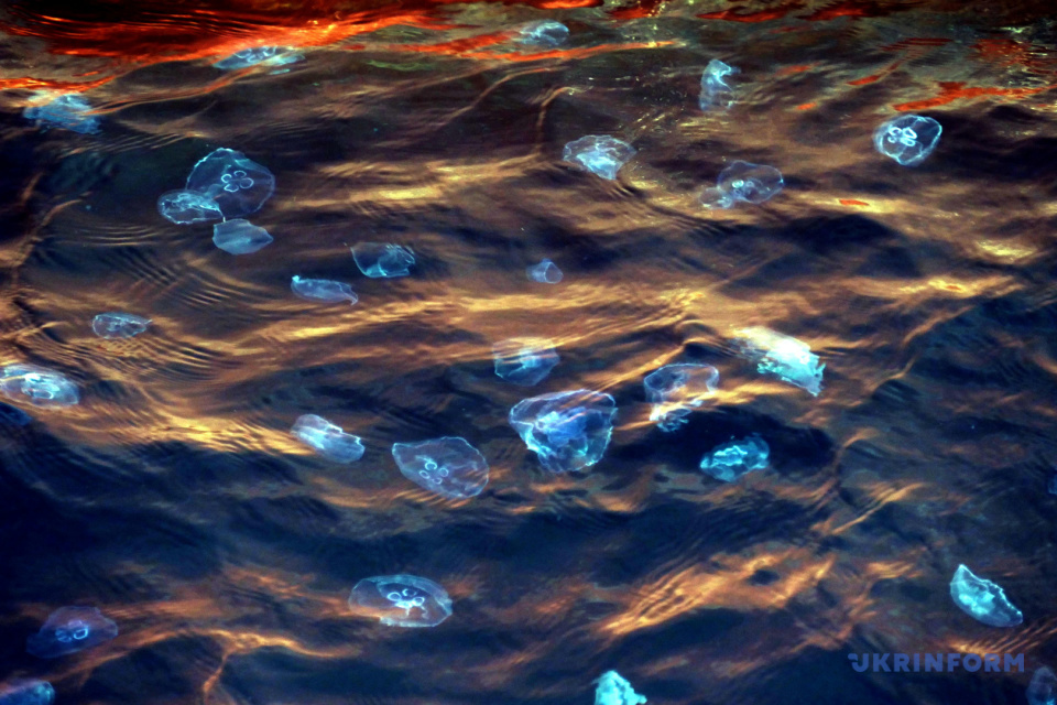 Акваторію Одеського морвокзалу заполонили медузи / Фото: Юлій Зозуля, Укрінформ