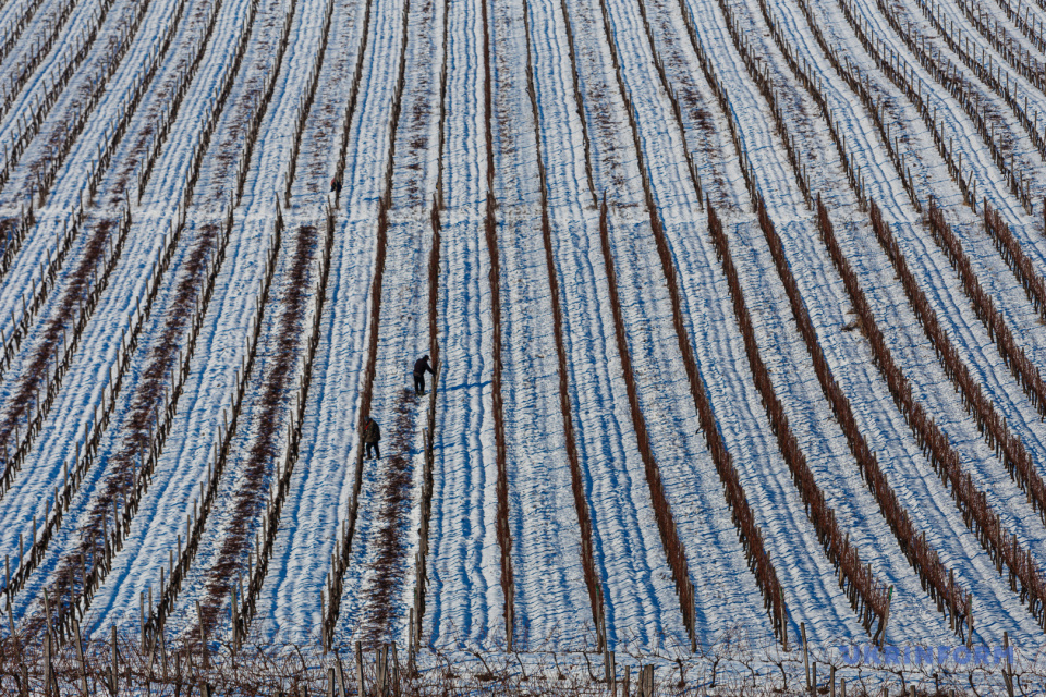 Зимові виноградники на Закарпатті / Фото: Сергій Гудак, Укрінформ