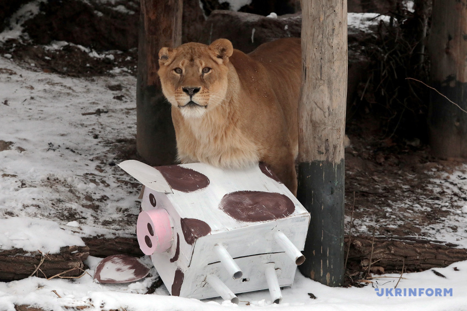День народження левів у Київському зоопарку / Фото: Геннадій Мінченко. Укрінформ