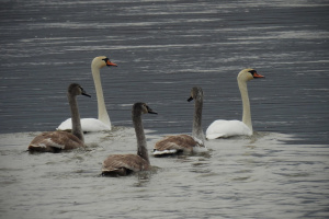 На Дністрі зимують 11 видів птахів