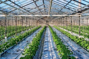 Аграрії з початку року отримали ₴10 мільйонів на розвиток садів і теплиць