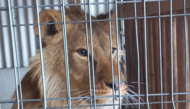 На Прикарпатті віддадуть до притулку лева, якого утримує приватний власник