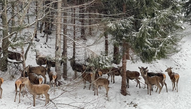 У лісгоспі на Хмельниччині вирощують благородних оленів