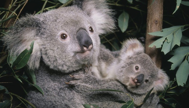 В Австралії коал внесли до списку тварин, що знаходяться на межі вимирання
