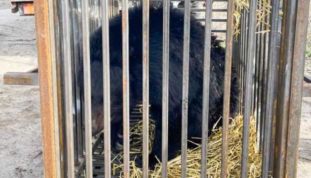 Київських ведмедів евакуювали на Львівщину