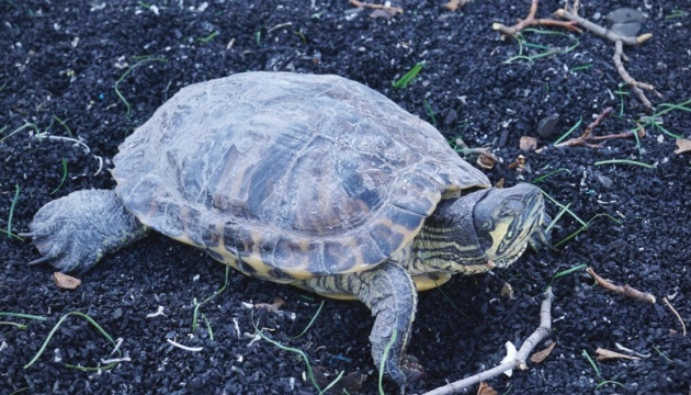 Судилося жити: на Оболоні знайшли черепаху, яка вціліла після обстрілу будинку