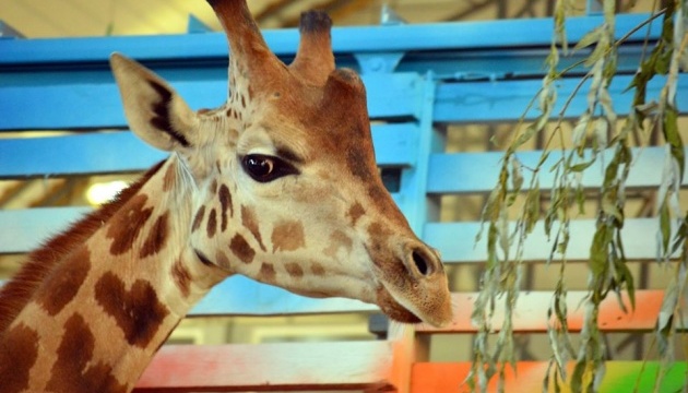 Миколаївський зоопарк підтримують із різних куточків країни та світу - директор