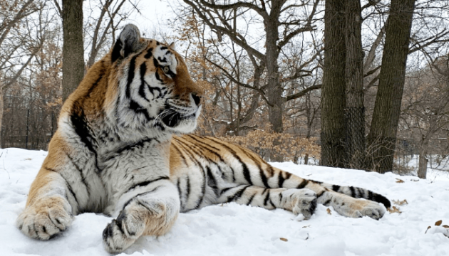 У зоопарку Міннесоти помер тигр Путін