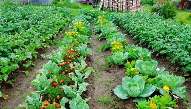 Na Ukrajine sa spúšťa iniciatíva Victory Gardens, ktorá má krajine zabezpečiť jedlo