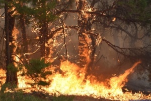 В россии лесные пожары за неделю разрослись в 2,5 раза