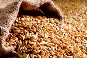 USDA прогнозує скорочення виробництва та експорту української пшениці