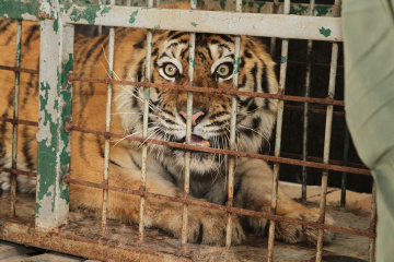 Tierrettung: 15 Raubkatzen aus Charkiwer Zoo nach Dnipro abtransportiert
