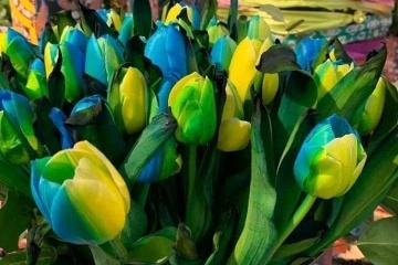 Les floriculteurs des Pays-Bas et de Taïwan cultivent des fleurs aux couleurs du drapeau de l'Ukraine