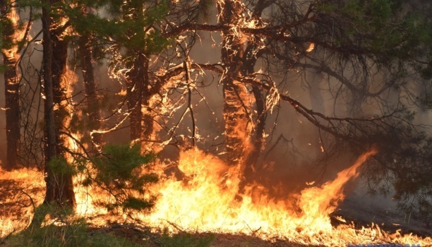 У росії лісові пожежі за тиждень розрослися в 2,5 раза