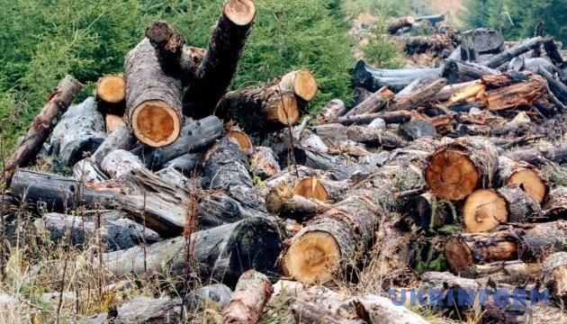Russia to not be able to sell timber cut down in Ukraine – Ecology Ministry