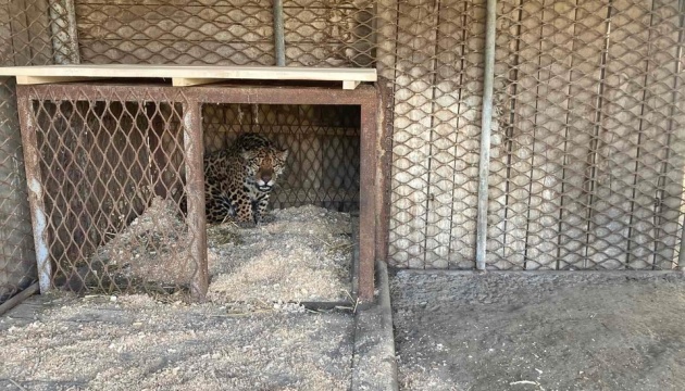 Вінницький зоопарк евакуював з Одещини ягуара та тигрицю