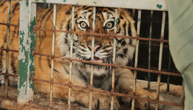 Tierrettung: 15 Raubkatzen aus Charkiwer Zoo nach Dnipro abtransportiert