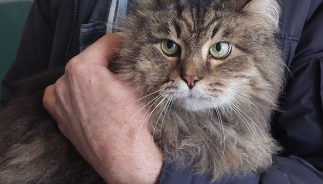 У Харкові зі зруйнованого будинку дістали кота, який провів під завалами два тижні