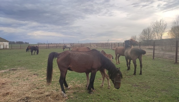 Рідкісний поліських коней евакуювали на Закарпаття - вони житимуть із карпатськими буйволами