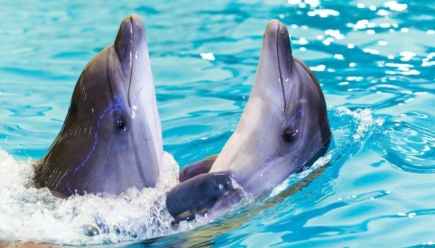 У харківському «Немо» народилося дельфінятко